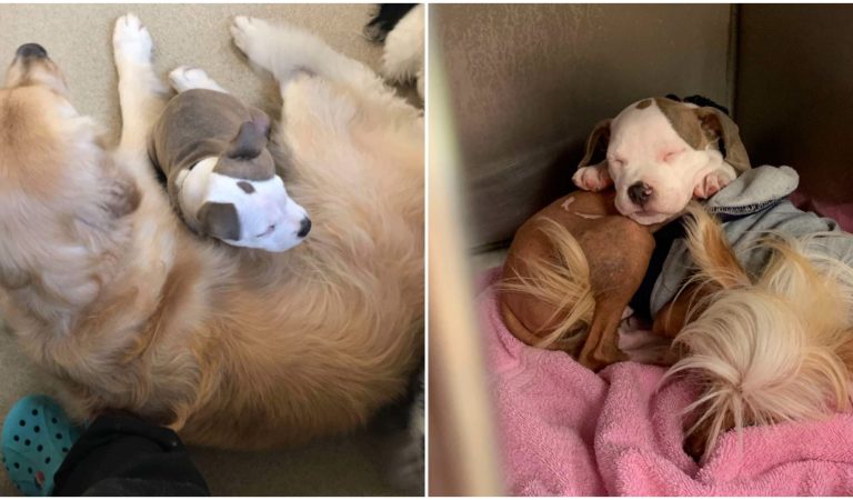 At Day Care Dog Always Befriends The Fluffiest Dogs So She May Nap On Them