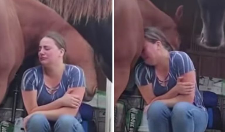 After The Owner Was Devastated After The Divorce The Horse Embraces Him To Comfort Him