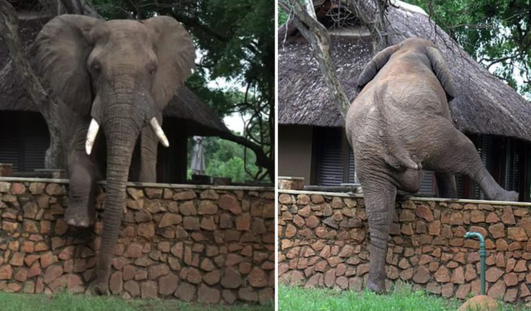Elephant Seen Climbing A Five Foot Wall To Grab Mangoes