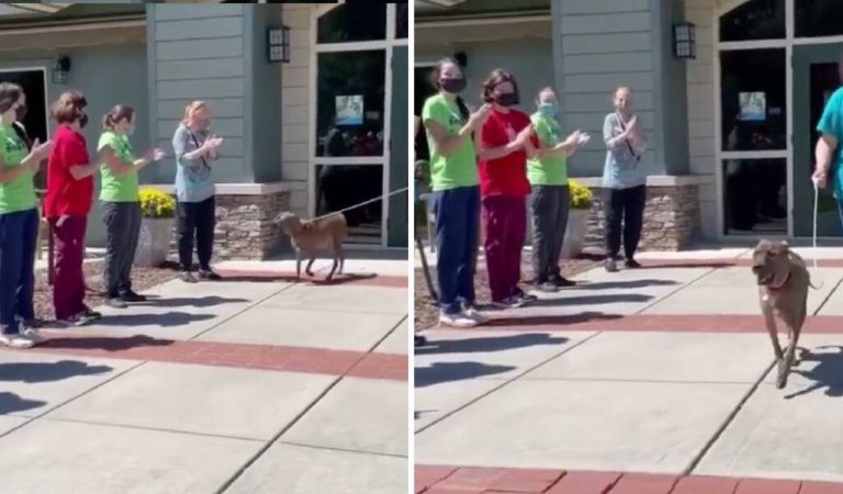 Standing Ovation Is Given To The Shelter’s Longest Resident After He Finally Finds A Home