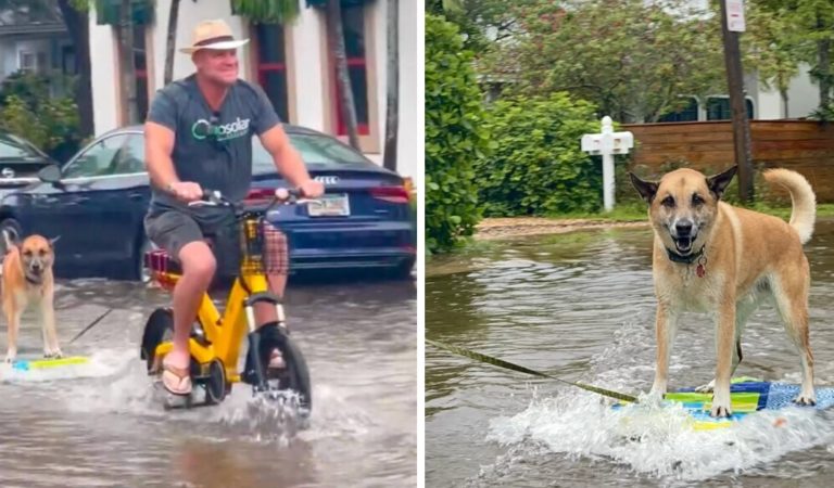 The Owner Was Seen On Camera Dragging The Dog Through The Flooded Streets