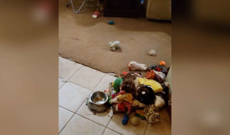 Family Is Unable To Locate A Little Rescue Puppy Before Realizing He Is Hiding In Plain Sight