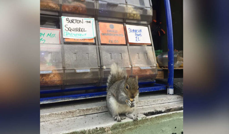 Nut Seller Is Forced By Pushy Squirrel To “Pay” Him Off