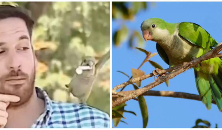 Reporter’s Shoulder Is Touched By Parrot Who Then Robs Him On Live TV