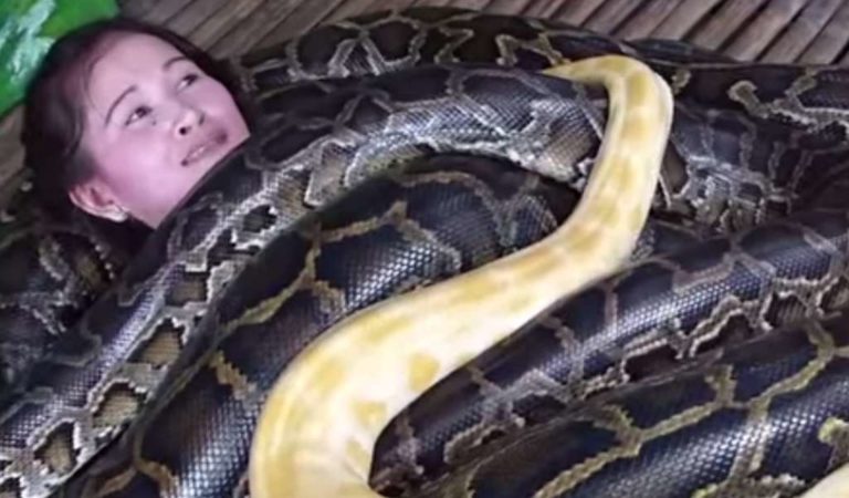 Crazy Snake Massages At Philippines Zoo Will End Badly For Someone