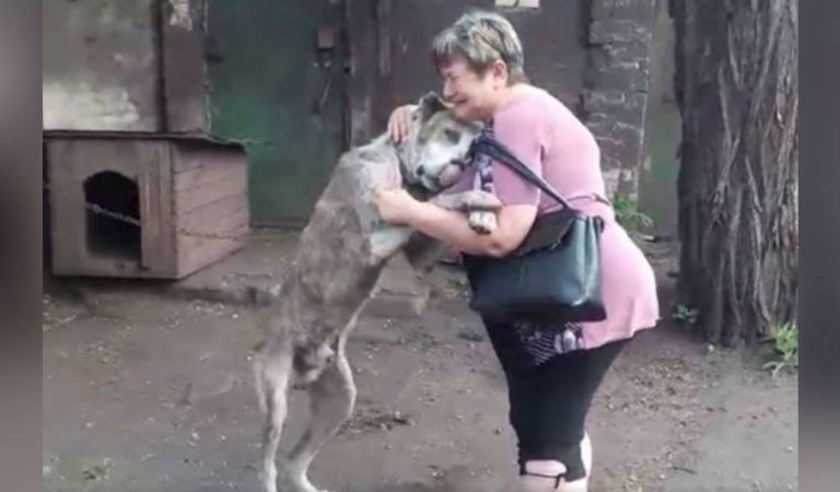 Dog Found After Years of Absence Is Overjoyed To See Best Friend