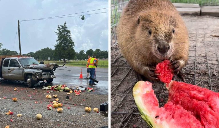 Following A Truck That Leaves A Trail Of Treats Wildlife Rescue Receives The Best Surprise