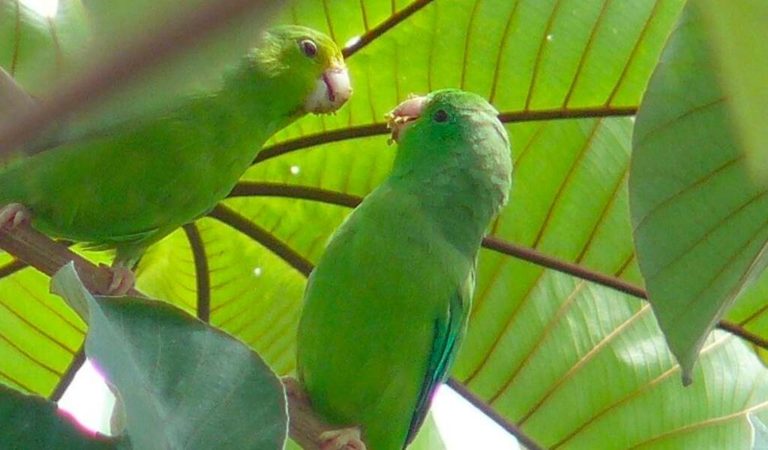 Researcher Uncovers The Sweetest Thing By Decoding Parrot Songs