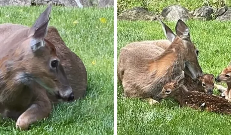 Man Witnesses A Miracle As 1 Deer Walks Into His Yard — And 4 Walk Out